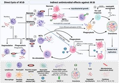 Role of phagocyte extracellular traps during Mycobacterium tuberculosis infections and tuberculosis <mark class="highlighted">disease processes</mark>